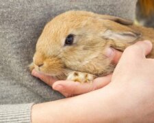 Když kočka viděla, že její majitelé krmí divokého králíka, stalo se něco magického