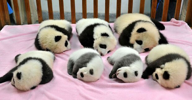 Čína má „mateřskou školu“ pro pandy, kde žijí, dokud nevyrostou