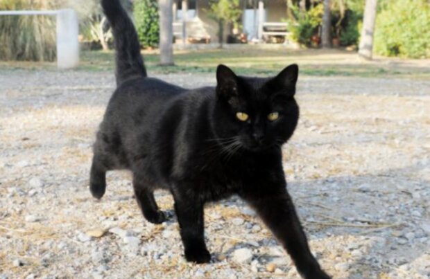 Kočka. Foto: snímek obrazovky laykni.com