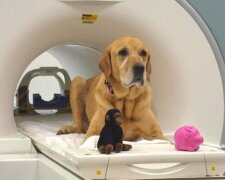 Vědci vysvětlují, jak psi rozpoznávají jednotlivá lidská slova