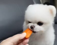 Pes, Foto: snímek obrazovky YouTube