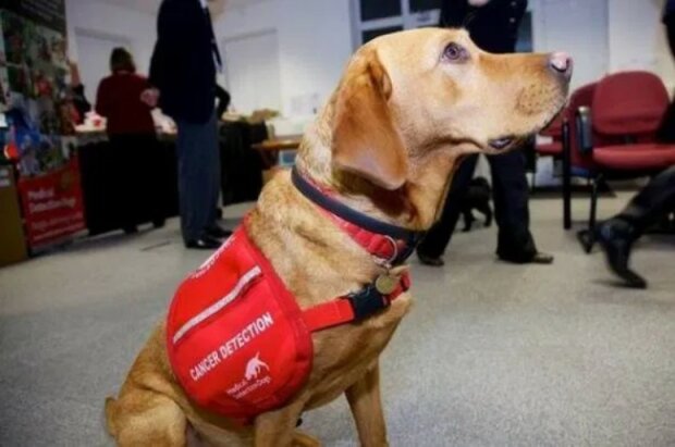 Seznamte se s Daisy, psí hrdinkou, která zachránila život více než pěti stům padesáti osobám. Má vskutku jedinečné dovednosti