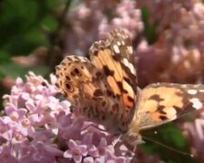 První srpnový víkend: Meteorologové nastínili počasí na příští víkend a řekli, jakých nejvyšších teplot se dočkáme