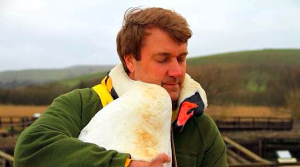 "Za pár minut se labuť jednoduše sama vzdala": ten chlap zachránil divokou labuť a jako poděkování ho nepřestává objímat