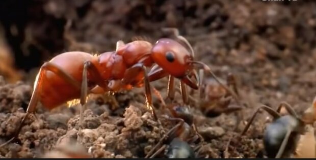 Lenoši jsou genetická rezerva. Ukázalo se, že mravenci neradi pracují. Věřili jsme jim, ale ukázalo se, že mravenci nás celou tu dobu klamali