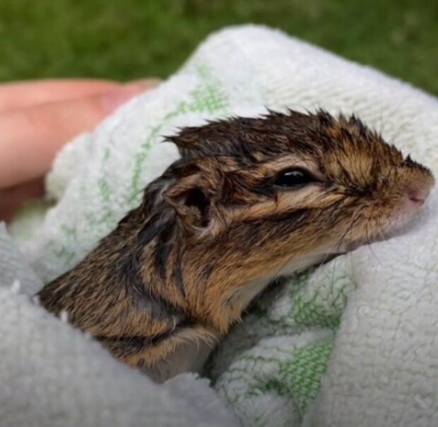 Chipmunk. Foto: snímek obrazovky YouTube