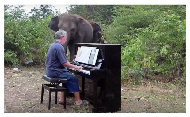 "Reakce slona, který přišel o zrak a nikdy předtím neslyšel hudbu, je prostě dojemná": klavírista hraje klasickou hudbu pro staré slony