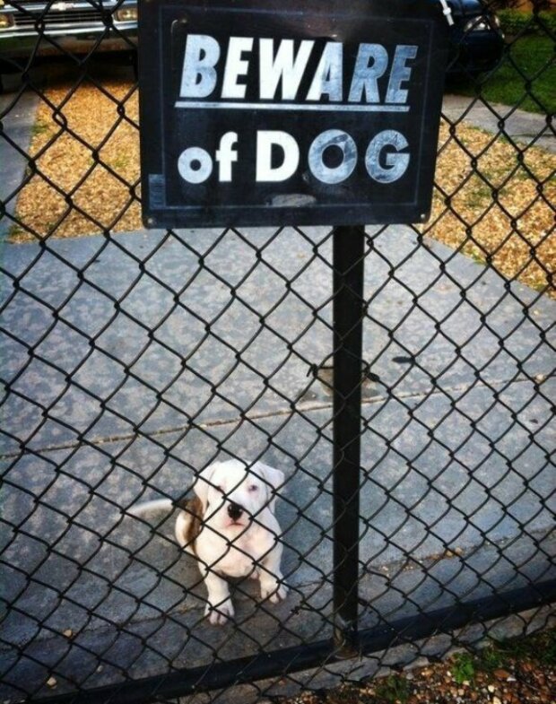 Fotografie:duck.show