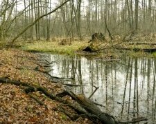 Ochladí se a přibude srážek: Předpověď na příští týden. Meteorologové řekli, jak bude