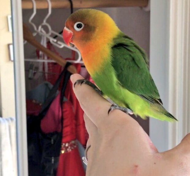 Papoušek. Foto: snímek obrazovky laykni.com
