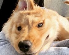 Roztomilý drobeček: "štěně jednorožec" se narodilo s jedním uchem uprostřed čela, panička ho velmi miluje