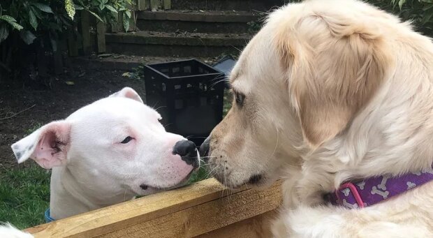 “Chlupatá láska”: dva psi, kteří jsou spolu pevně spojené