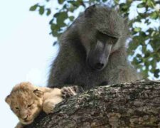 Proč paviáni krást malé lvíčata