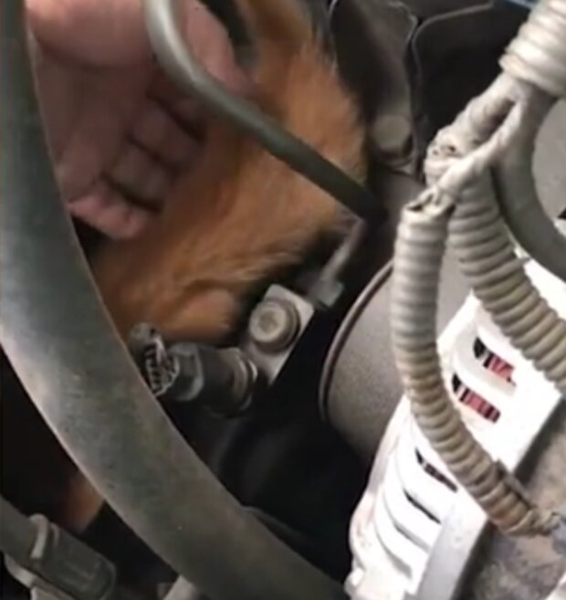 Kočka. Foto: snímek obrazovky dailymail.co.uk