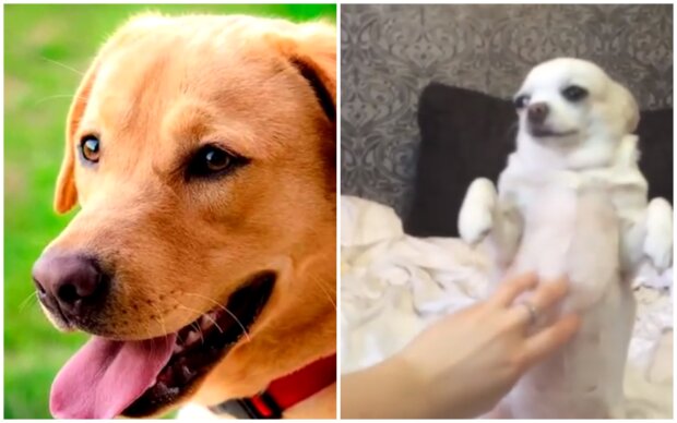 Labrador, bulteriér, čivava: s jakými psy je třeba se fotografovat pro seznámku