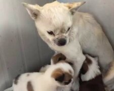 V odpadním potrubí ležela malá štěňátka. Ale jejich milující matka do nich lidi nepodpouštěla, obávala se o jejích bezpečnost