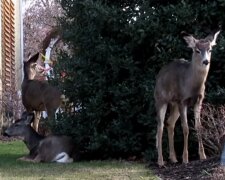 Jeleni. Foto: snímek obrazovky YouTube