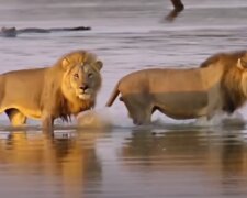 Lvi. Foto: snímek obrazovky YouTube