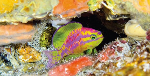 U pobřeží Brazílie v hloubce sto dvacet metrů byla objevená nová a neuvěřitelně krásná rybička