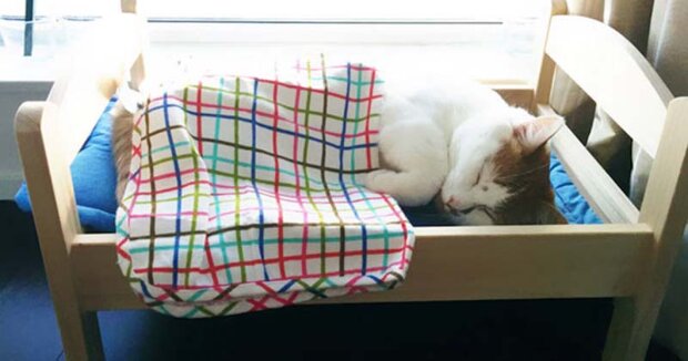 IKEA darovala lůžka pro panenky do útulku pro zvířata a kočky je milují