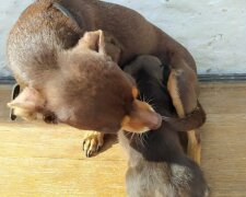 Fenka přinesla z ulice štěně a stala se jeho matkou