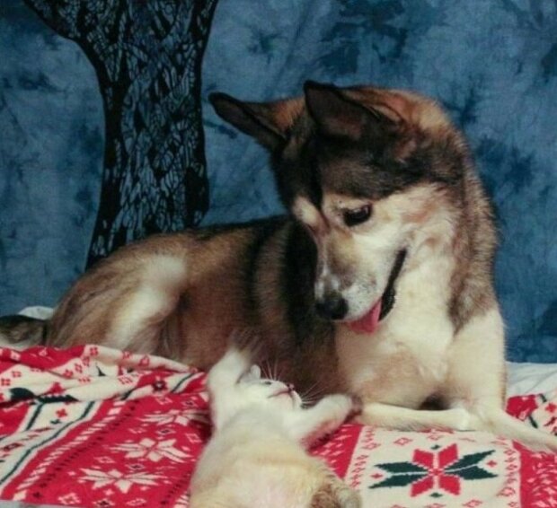 Fotografie: duck.show