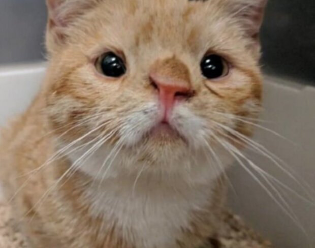 Kočky. Foto: snímek obrazovky freundin.life