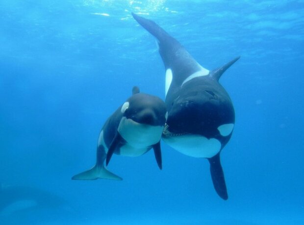 Fotografie: publy.ru