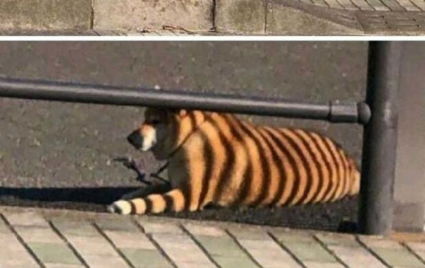 Domácí mazlíčci. Foto: snímek obrazovky laykni.com