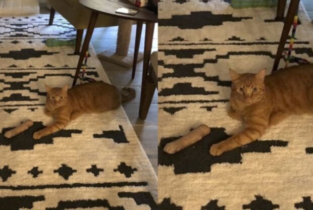 Domácí mazlíčci. Foto: snímek obrazovky laykni.com