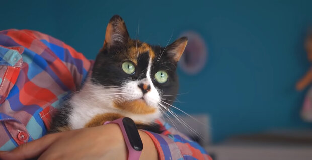 "Nikdy na tebe nezapomeneme": 15letá kočka se vrátila domů poté, co se s ní rozloučila celá rodina