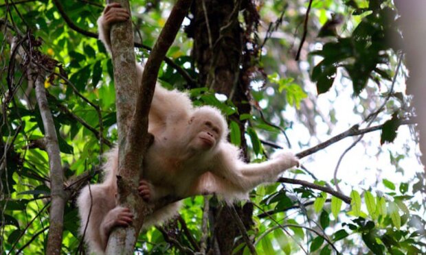 Zdravý a šťastný: jediný albínský orangutan na světě přežil v divoké přírodě