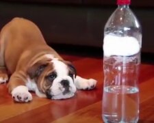 Pes. Foto: snímek obrazovky YouTube