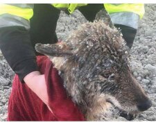 Pracovníci riskovali a zachraňovali "psa" ze zamrzlé řeky, aniž by tušili, že je to vlk