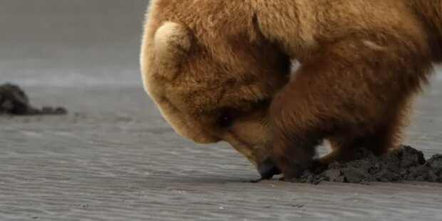 Týden tlustých medvědů, Foto: snímek obrazovky YouTube