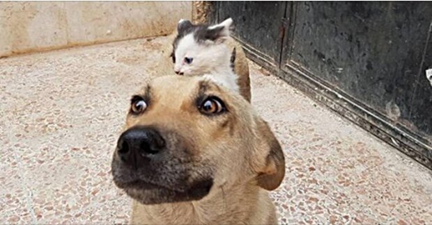 Opravdový přítel: osiřelé kotě se spřátelilo se psem, který ztratil štěňata