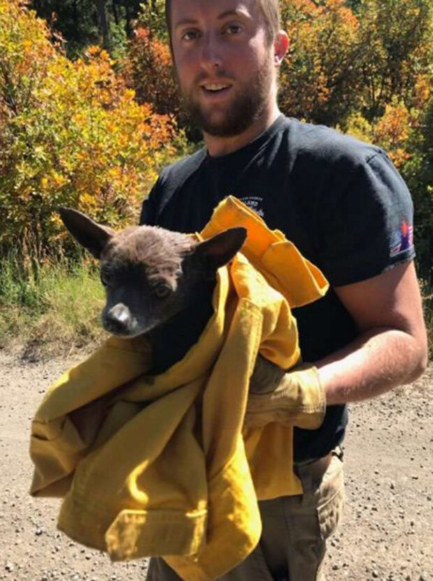 Zdroj fotografie: thedodo.com