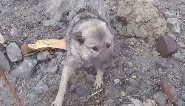 Na místě obrovského sesuvu půdy v Norsku se podařilo zachránit štěně