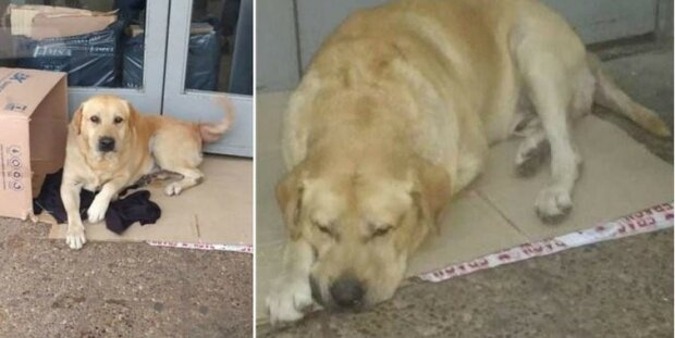 Opravdová oddanost: pes 2 týdny čeká na majitele u dveří nemocnice