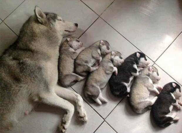 Fotografie: duck.show