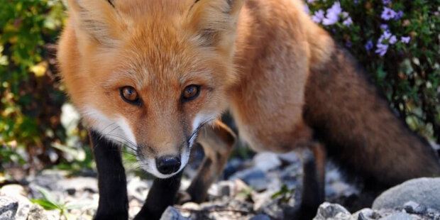 Proč mazané, hbité lišky chtějí žít vedle lidí a připoutat se k nim