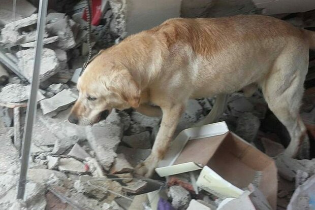Příběh Labradora Dayka: jak laskavý pes zachránil lidi