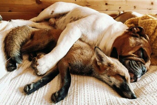 „Liška a pes“: holka zachránila lišáka, který se stal nejlepším kamarádem pro jejího psa