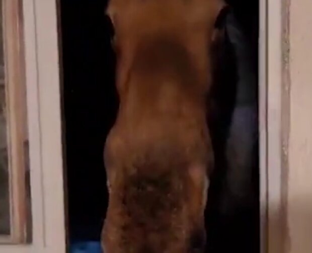 Zvíře. Foto: snímek obrazovky YouTube