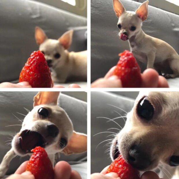 Fotografie: reddit.com