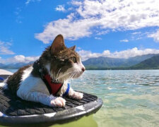 Hokulea je kočka z útulku, která v sobě objevila nečekanou vášeň pro surfování