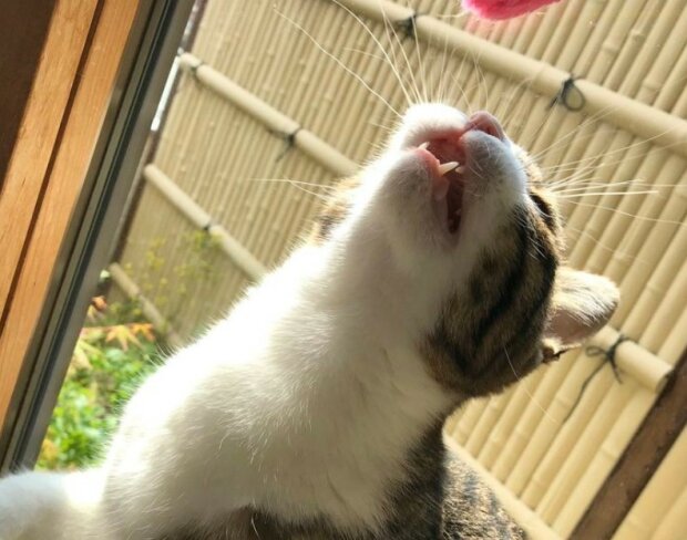 Fotografie: 4tololo.ru