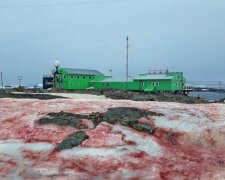 Proč je takový červený sníh v Antarktidě zneklidňujícím klimatickým znamením