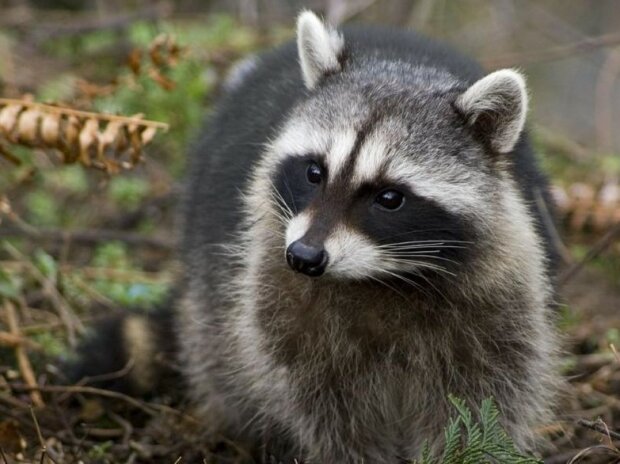 Fotografie: publy.ru