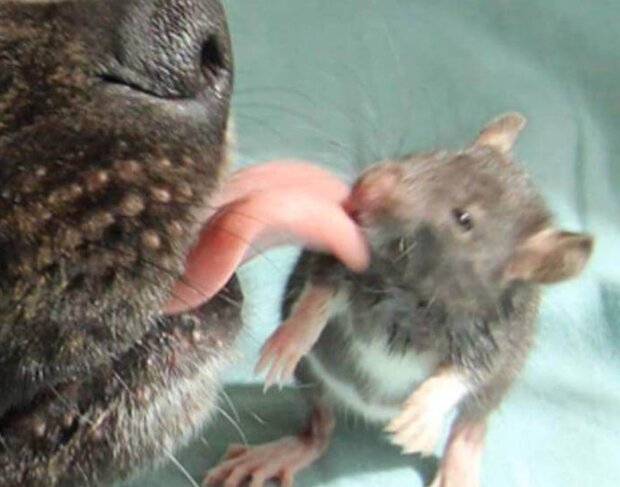 Fotografie: voobsheogon.ru